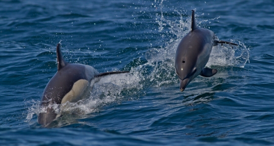 boat trip estepona to gibraltar gibraltar excursion boat dolphins tour dolphin private boat trip estepona to gibraltar gibraltar excursion boat dolphins tour dolphin private