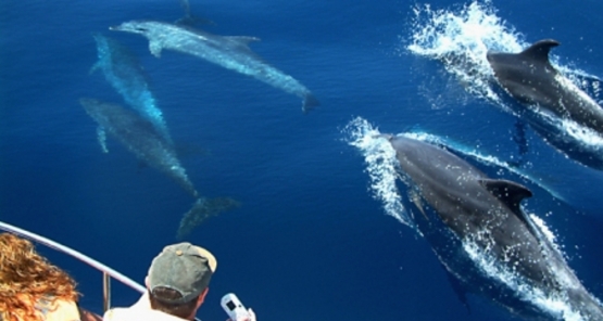 boat trip estepona to gibraltar fuengirola boat hire boat trips rental costa del sol boat trip estepona to gibraltar fuengirola boat hire boat trips rental costa del sol