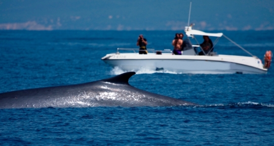 Dolphin & Whale Spotting